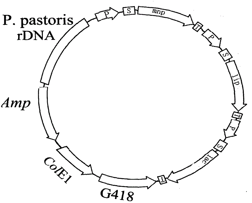 Method of degrading lignin of plants with engineering bacteria of saccharomyces cerevisiae