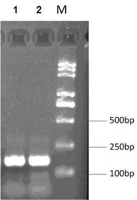 Target multifunctional anti-embolism fusion protein as well as preparation method and application thereof