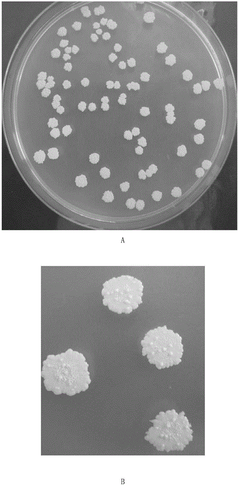 Bacillus methylothophicus strain for preventing and controlling pear ring rot and soft rot and application of bacillus methylothophicus strain