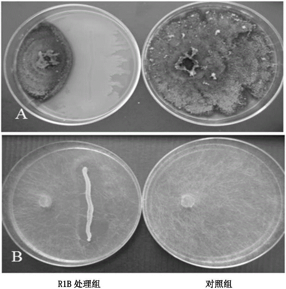 Bacillus methylothophicus strain for preventing and controlling pear ring rot and soft rot and application of bacillus methylothophicus strain