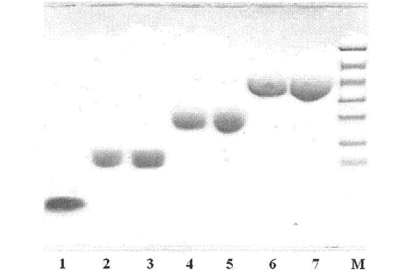 Human insulin/analogue conjugate with continuous blood sugar reduction function and high rate of combination with receptor