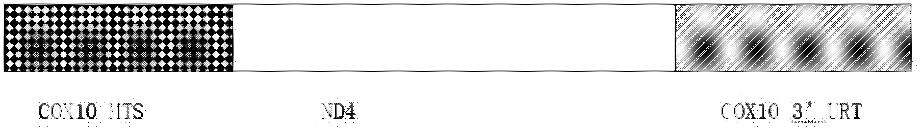 Recombinant human NADH (nicotinamide-adenine dinucleotide) dehydrogenase subunit-4 gene and constructing method of expression vector thereof