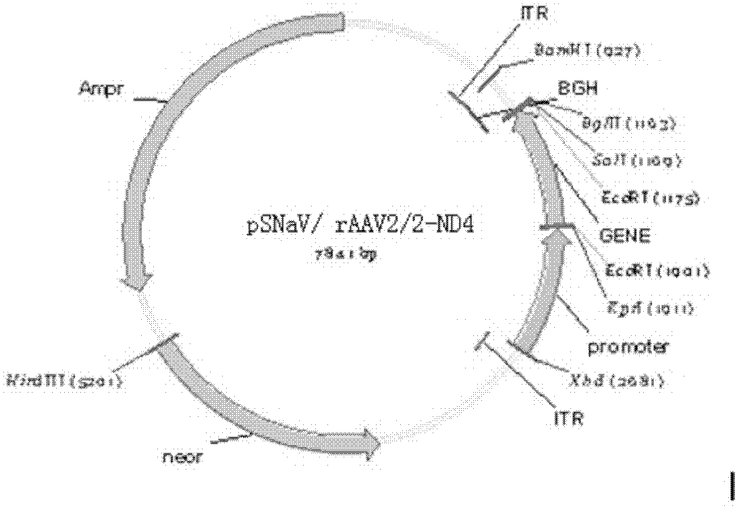 Recombinant human NADH (nicotinamide-adenine dinucleotide) dehydrogenase subunit-4 gene and constructing method of expression vector thereof