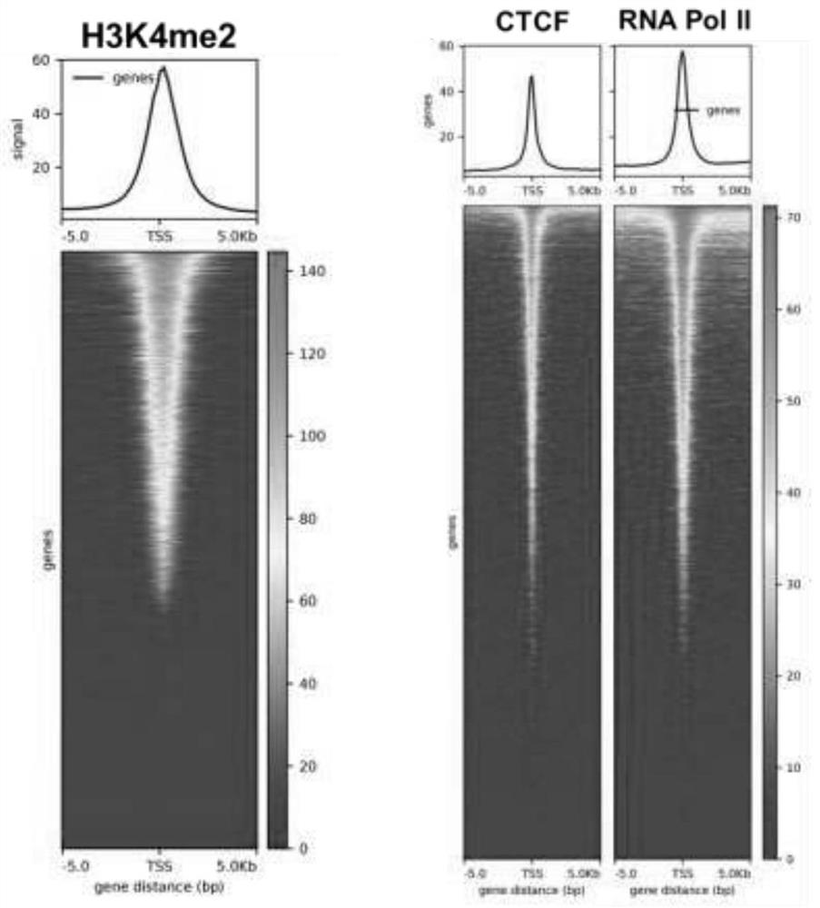 Research method and tool for multi-target protein-DNA interaction