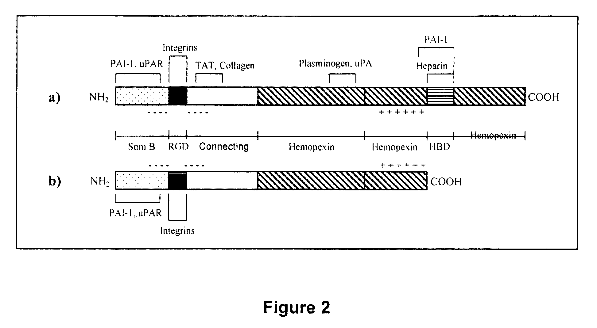 Vitronectin:keratinocyte growth factor chimeras