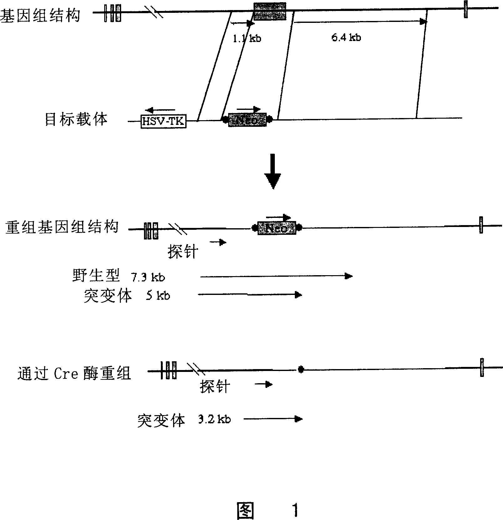 Zinc finger protein DPZF gene knock-out mice model and its usage