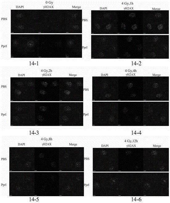 Novel application of Deinococcus radiodurans PprI protein and its pharmaceuticals