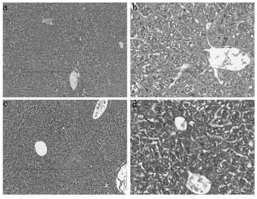 Novel application of Deinococcus radiodurans PprI protein and its pharmaceuticals