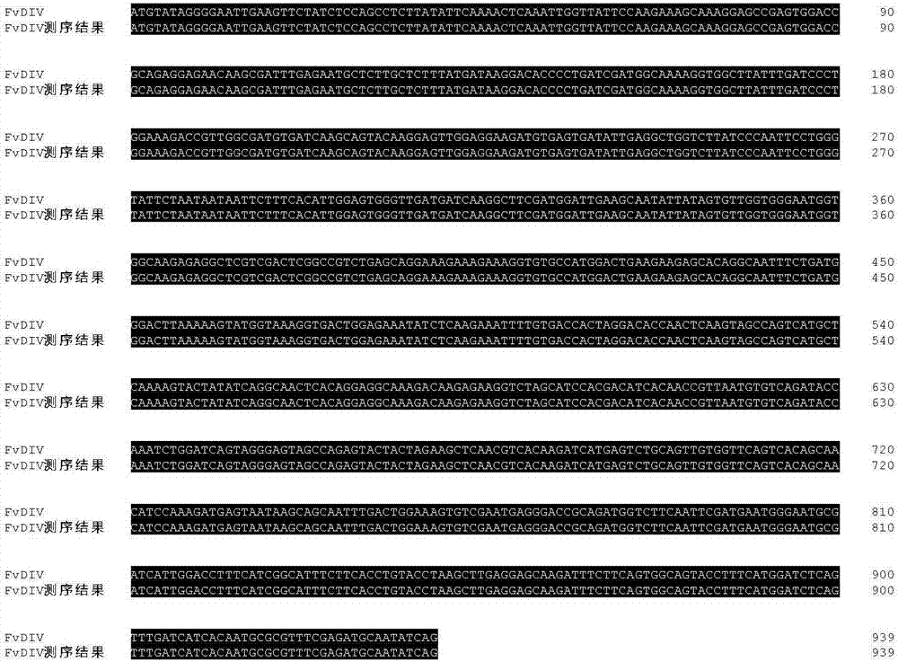 Strawberry salt stress related gene FvDIV and application thereof