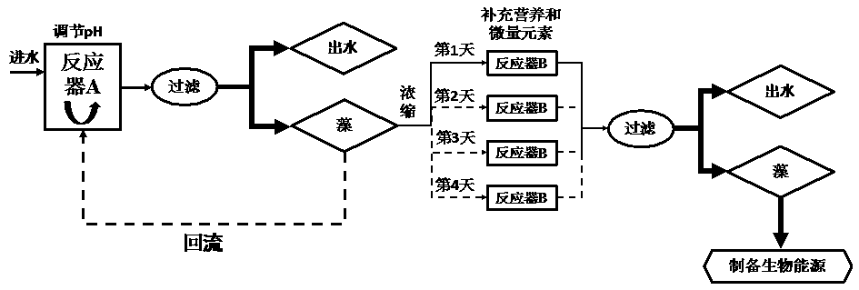 Method for producing algae-derived saccharide with coupling and for purifying secondary tail water or sludge supernate