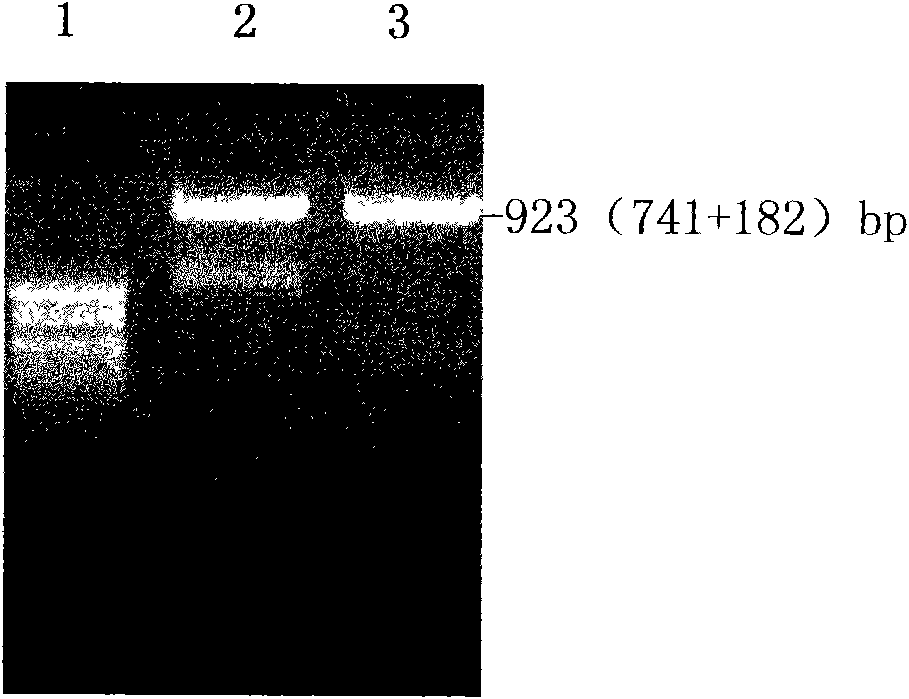 Application of recombinant FN heparin binding domain polypeptide on preparing medicament resisting invasion and metastasis of malignant tumor