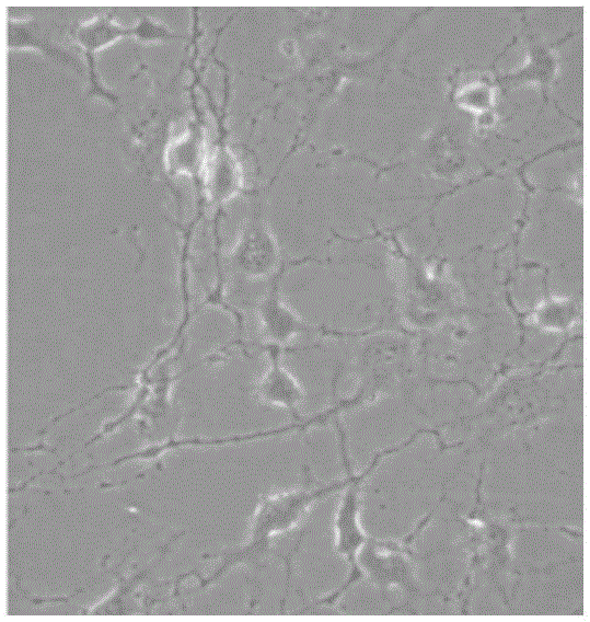 Cell culture fluid, application of cell culture fluid and method of inducting DPSCs to differentiate into neuron-like cells