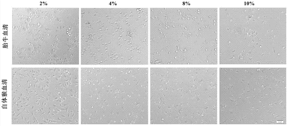 Culture method and application thereof for rhesus peripheral blood mononuclear macrophages