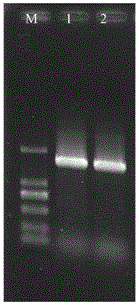 A kind of Bacillus megaterium having lytic effect on Microcystis aeruginosa and its application