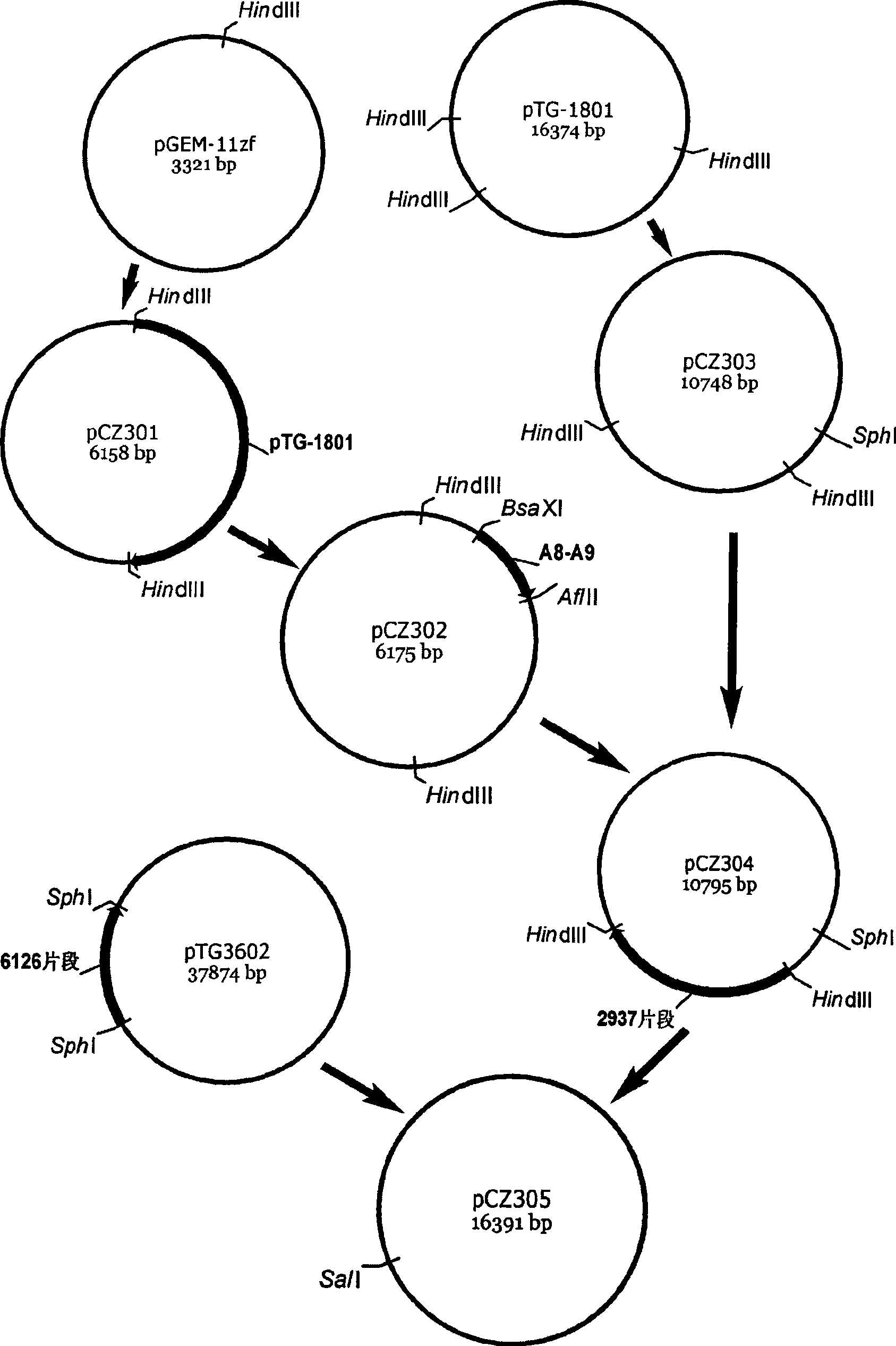 Late promoter targeting regulation oncolytic adenovirus pCN305 vector and construction method and application thereof