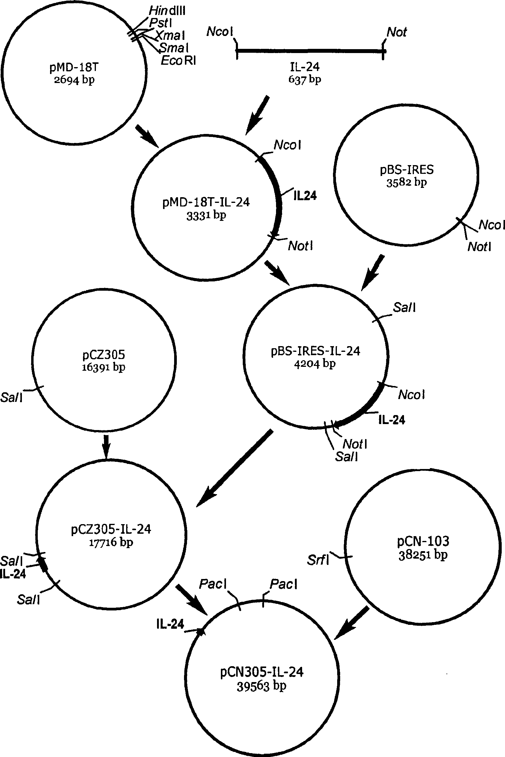 Late promoter targeting regulation oncolytic adenovirus pCN305 vector and construction method and application thereof