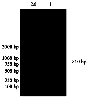 Latcripin-2 gene fragment of mushroom C91-3 strain, encoding protein and preparation method thereof