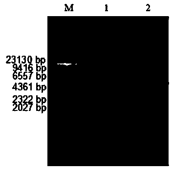 Latcripin-2 gene fragment of mushroom C91-3 strain, encoding protein and preparation method thereof