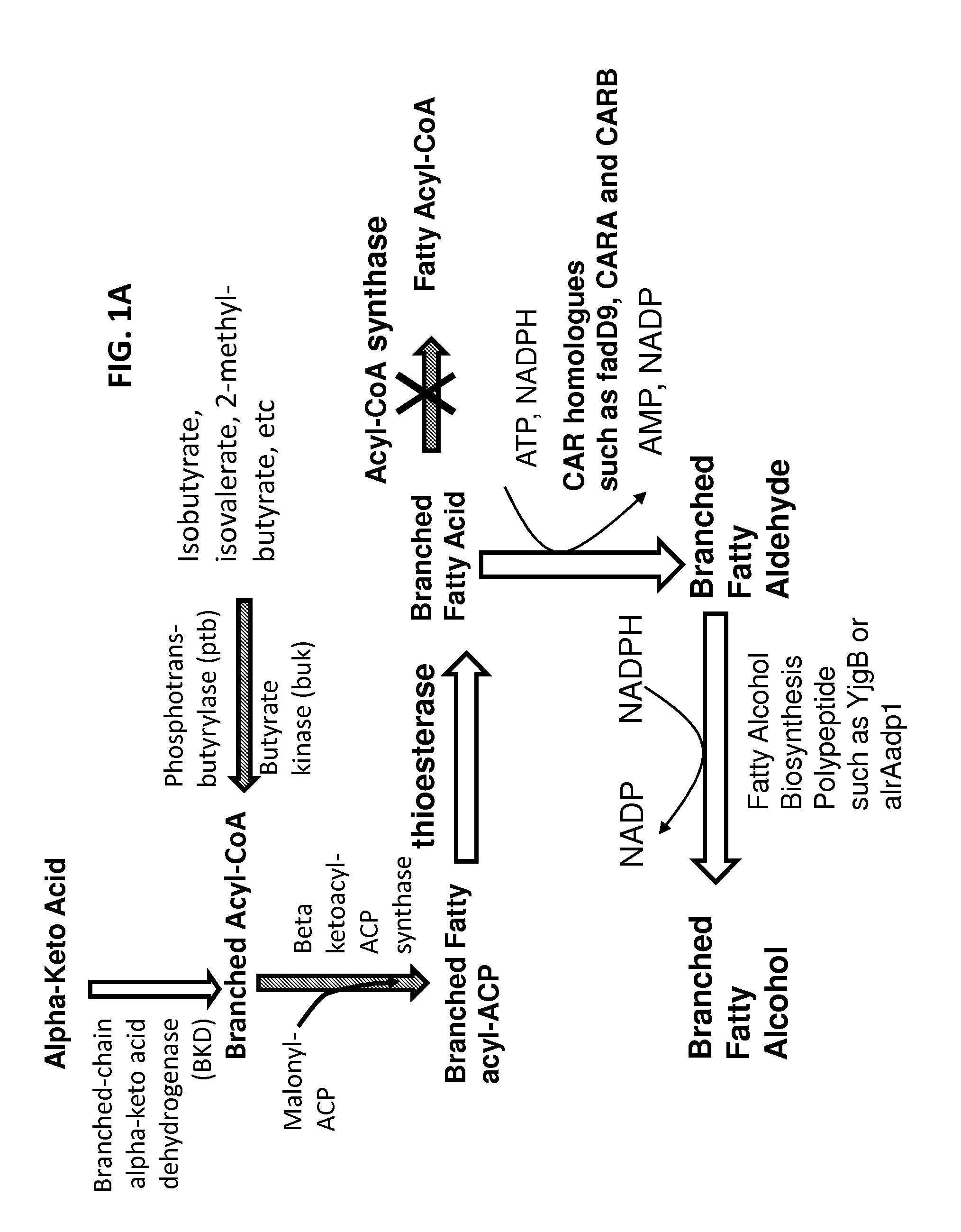 Surfactant and cleaning compositions comprising microbially produced branched fatty alcohols