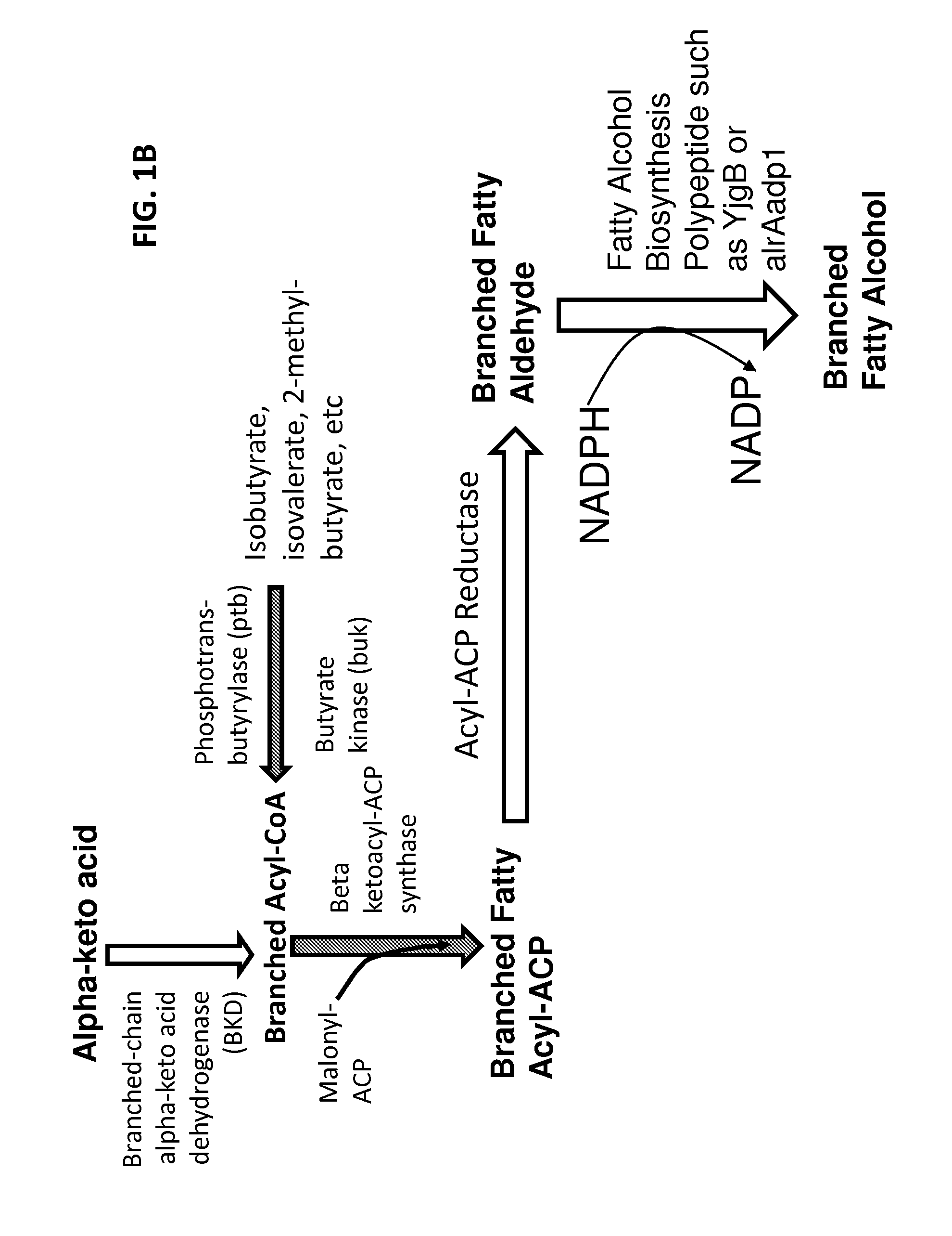 Surfactant and cleaning compositions comprising microbially produced branched fatty alcohols