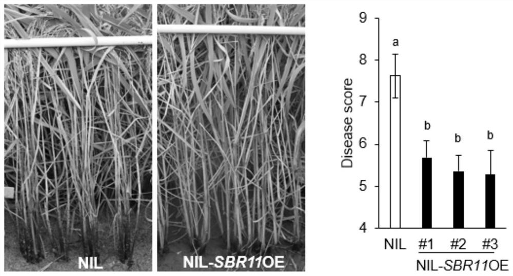 Rice sheath blight resistance gene SBR11 as well as molecular marker and application thereof