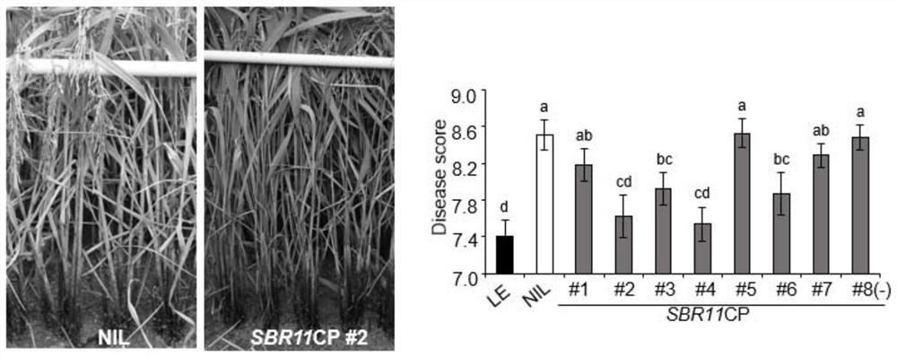 Rice sheath blight resistance gene SBR11 as well as molecular marker and application thereof