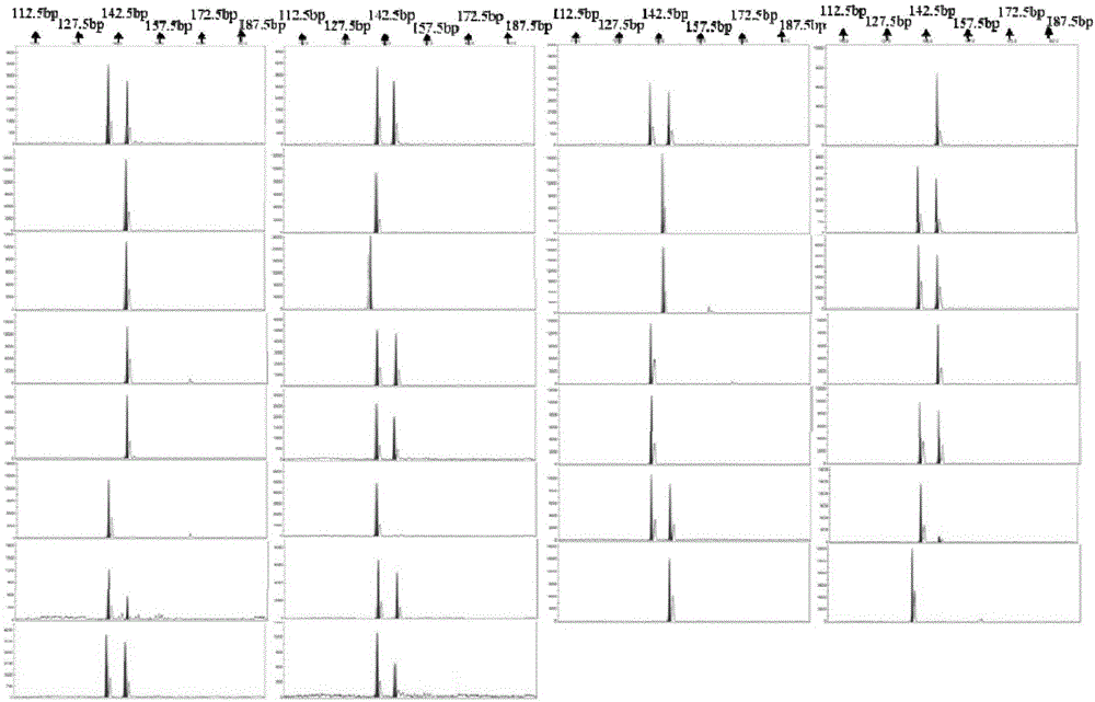 Microsatellite marker primer and method for authenticating inbred family of palaemon carinicauda