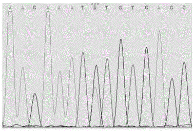 Mass spectrum for detecting folic acidinheritancemetabolic capability and calcium absorptioninheritance