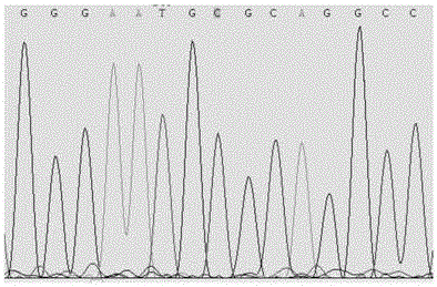 Mass spectrum for detecting folic acidinheritancemetabolic capability and calcium absorptioninheritance