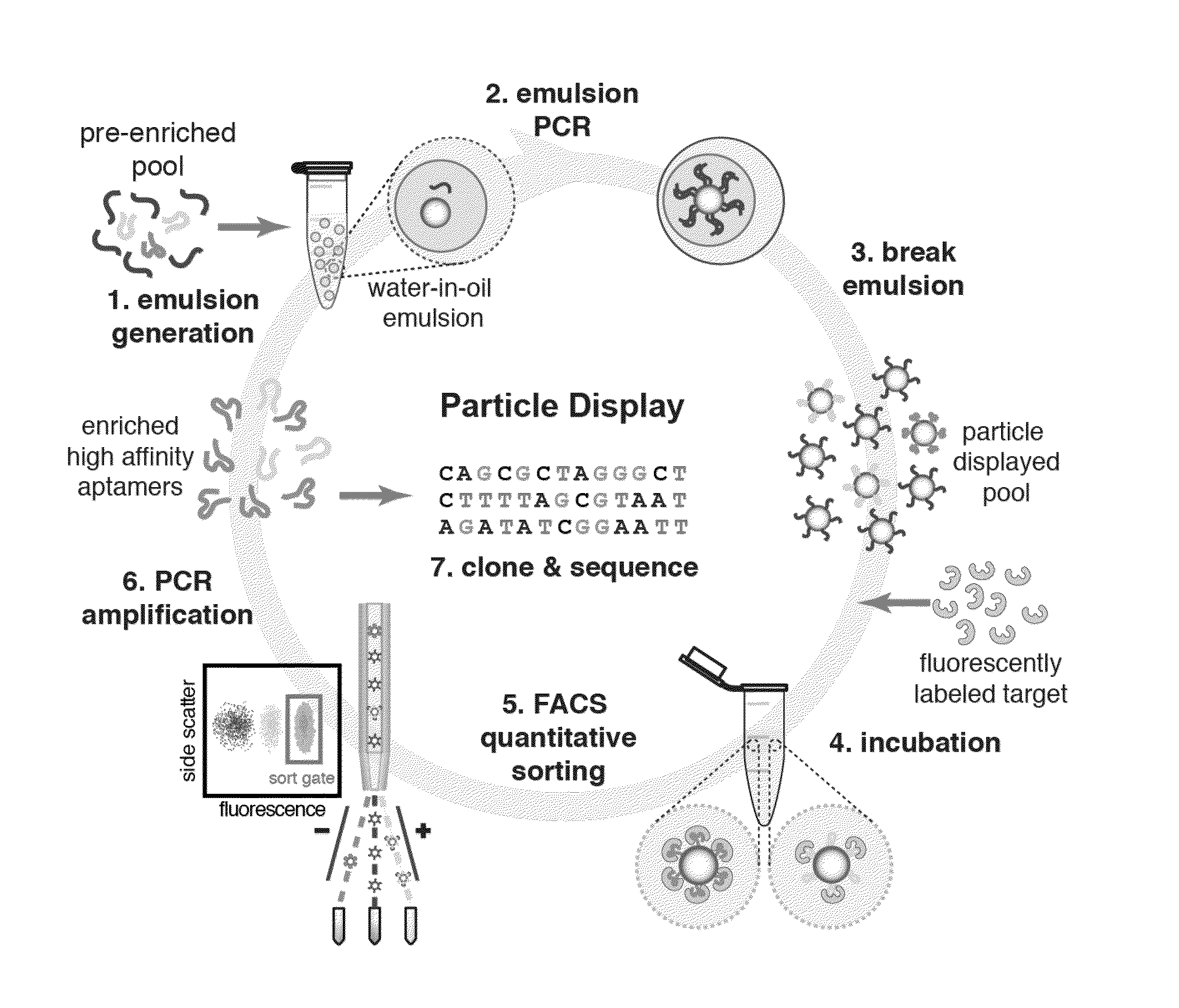 Screening of nucleic acid agents via particle display