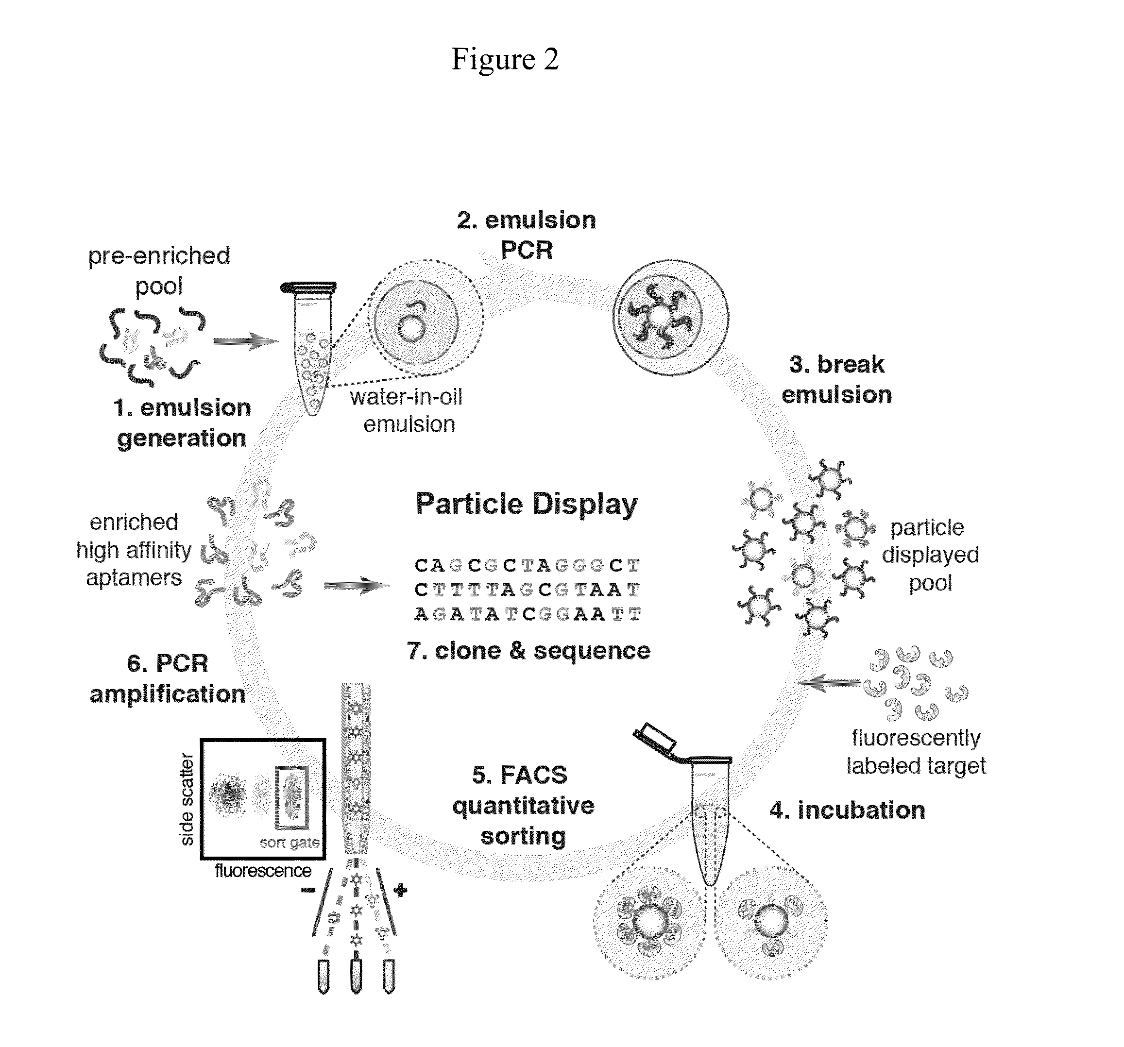 Screening of nucleic acid agents via particle display