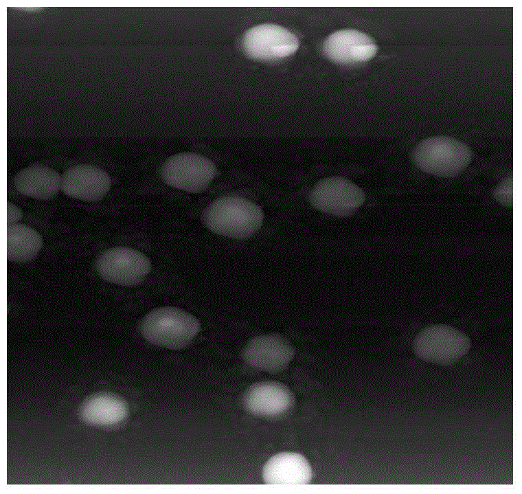 Method for preparing high-adsorption nano-crystalline cellulose polyvinylamine microgel by using biomass