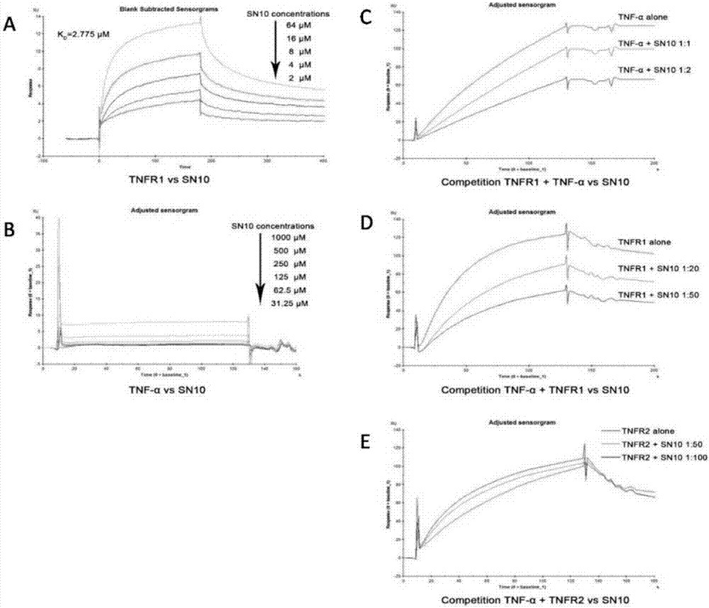 Selective TNFR1 antagonist peptide SN10 and application thereof in rheumatoid arthritis