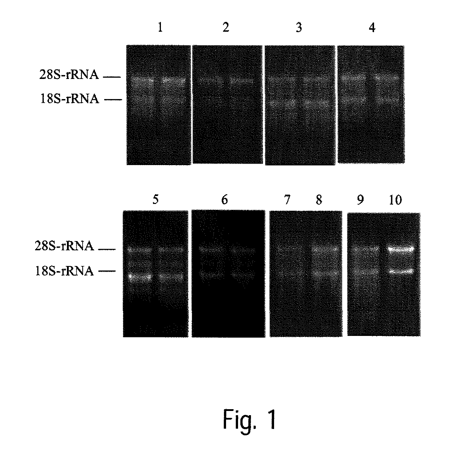 Method for stabilising a biological sample