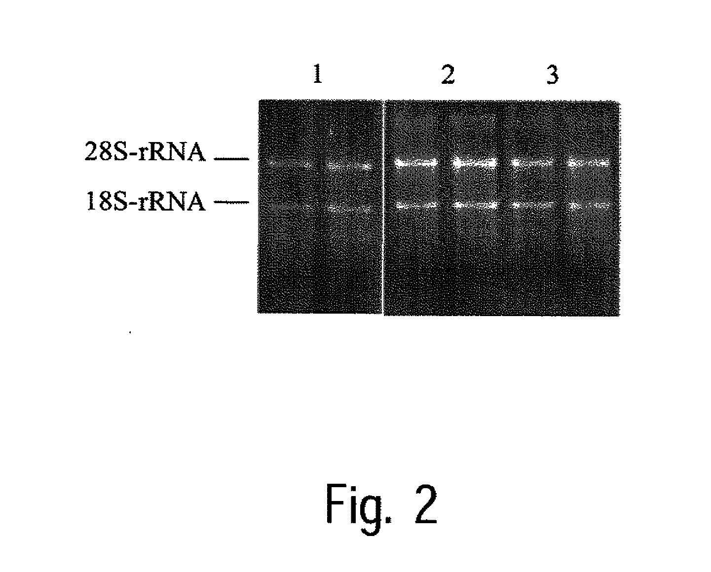 Method for stabilising a biological sample