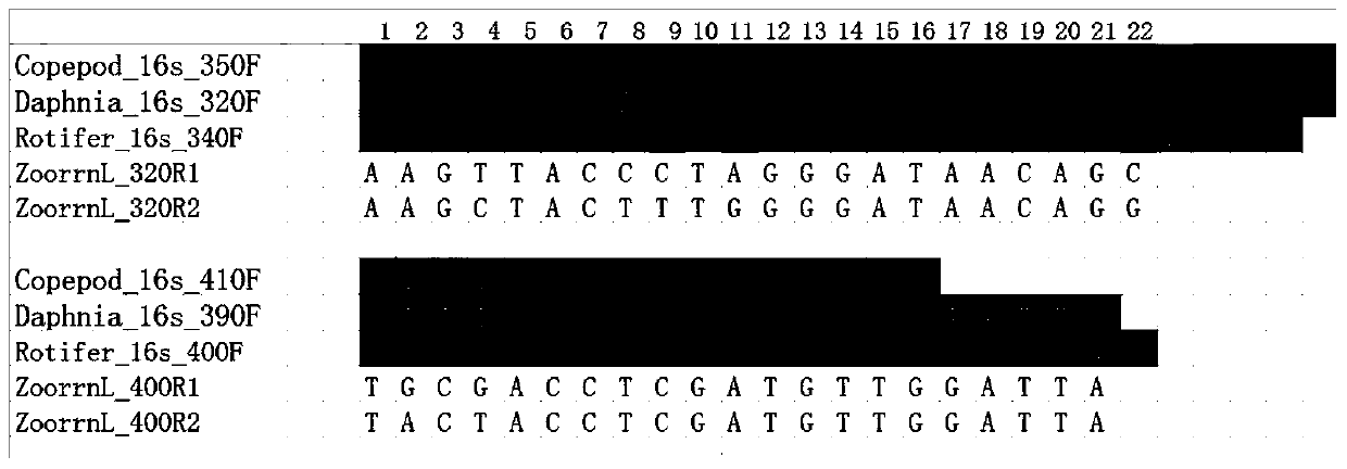 Zooplankton rrnl gene amplification primer and its screening method and application and application method