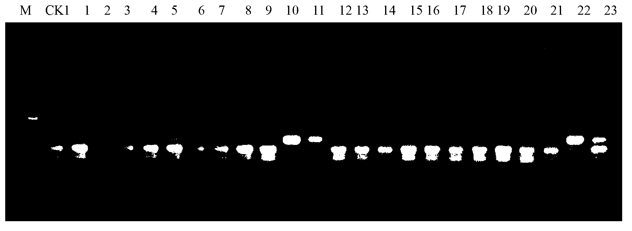 Rice gene BADH2 site-directed knockout system and application thereof