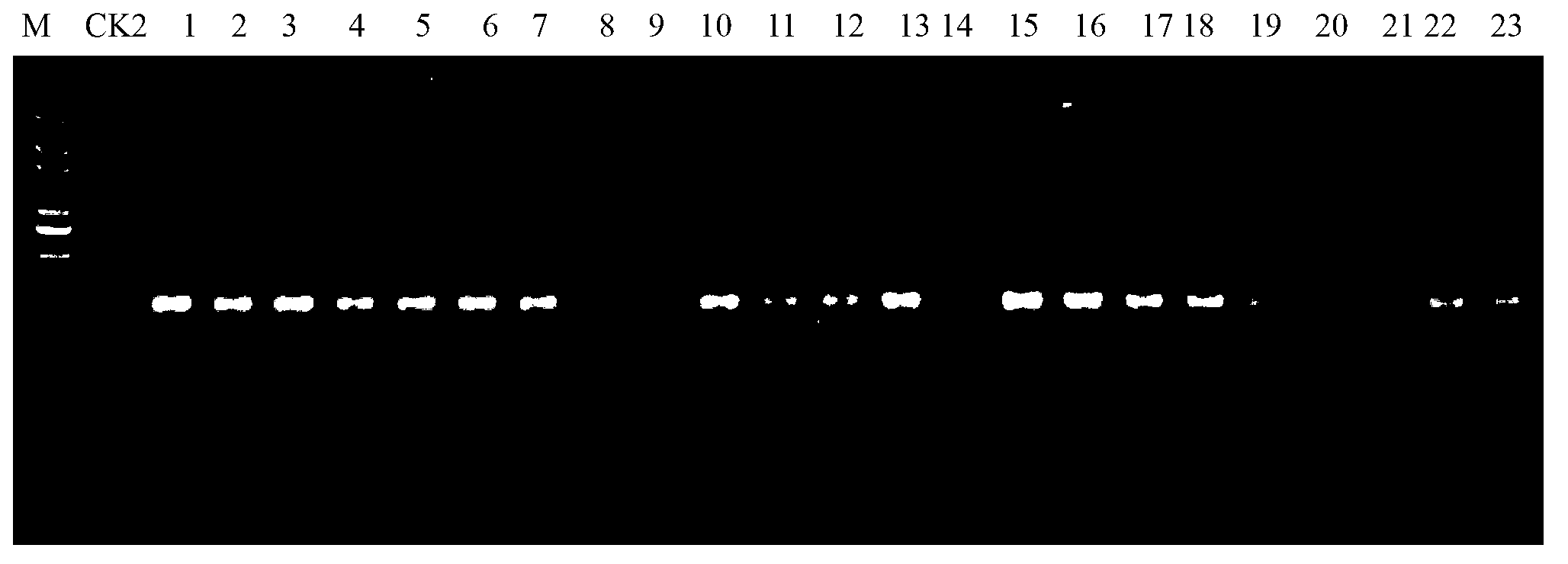 Rice gene BADH2 site-directed knockout system and application thereof