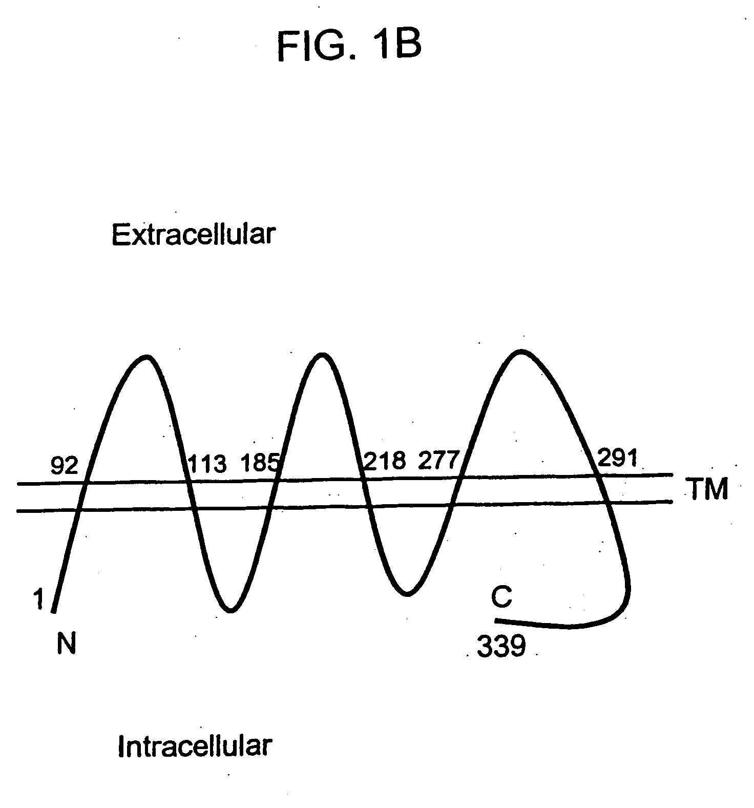 Novel serpentine transmembrane antigens expressed in human cancers and uses thereof