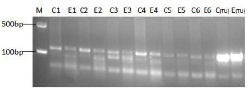 Method for knocking out zebrafish p2rx2 gene