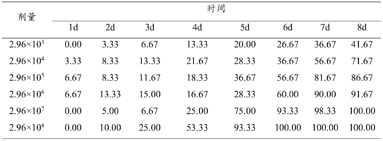 Metarhizium rileyi MRJCBT190808 and application thereof to control of spodoptera frugiperda