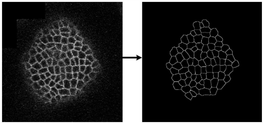 Cell tracking method based on local graph matching and convolutional neural network