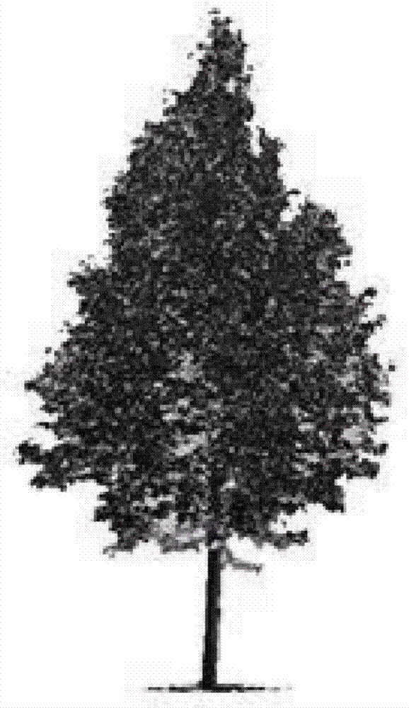 Tree form simulation method based on self-adaptive fractal algorithm