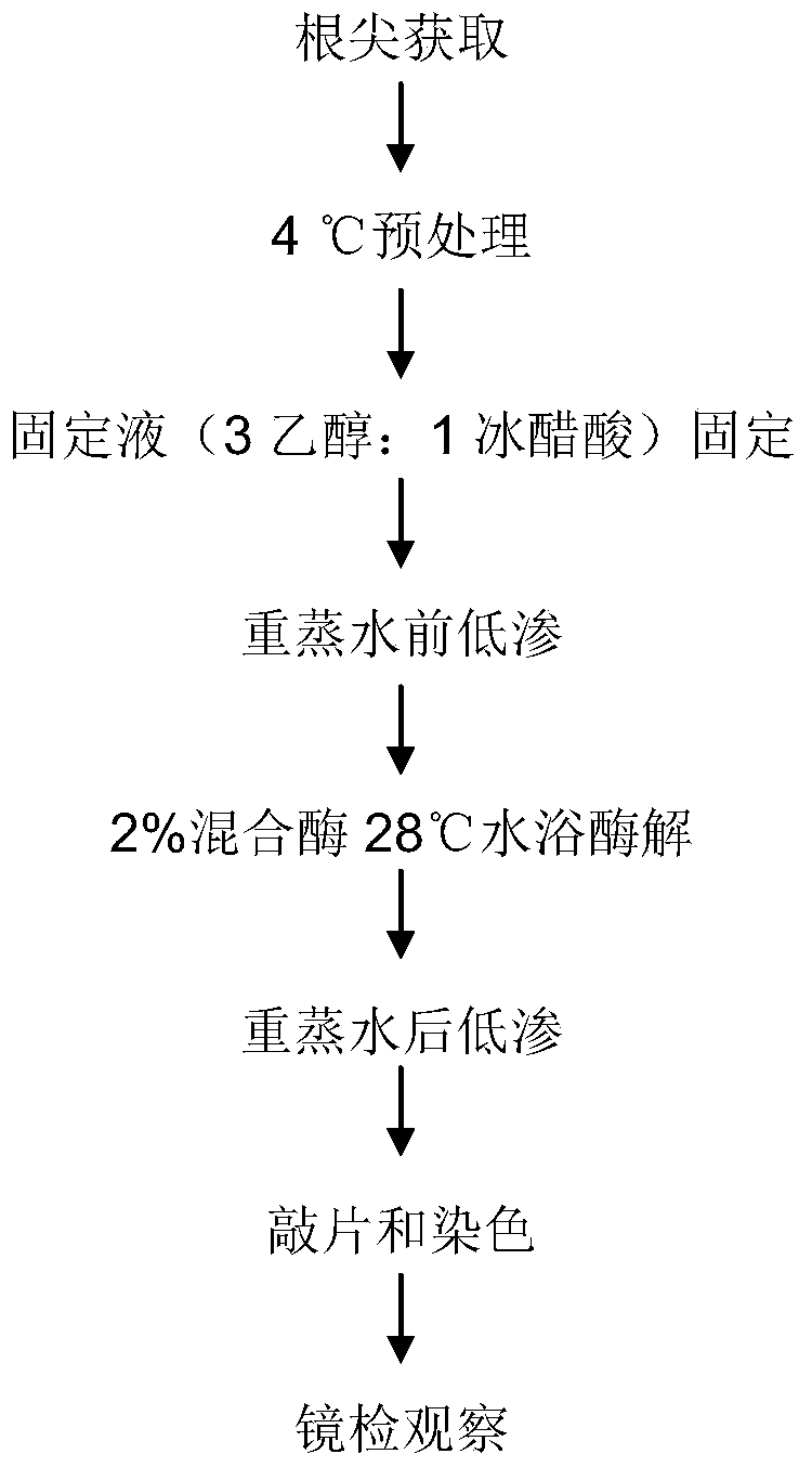 Method for preparing tablets for karyotype analysis of chrysosplenium macrophyllum oliv.