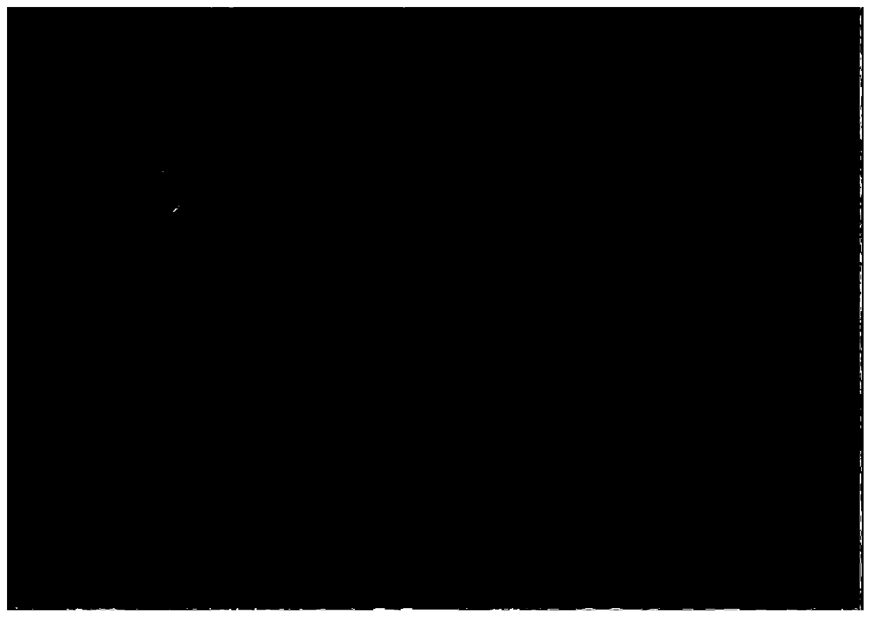 Method for preparing tablets for karyotype analysis of chrysosplenium macrophyllum oliv.