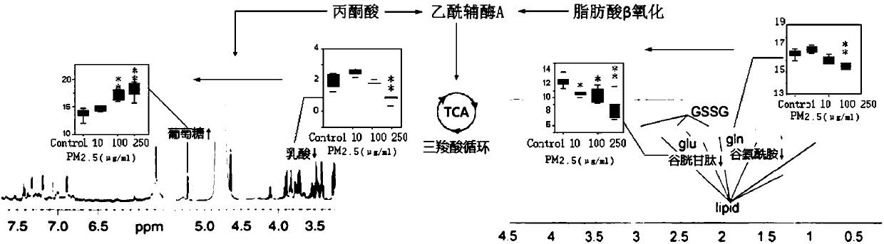 Method for evaluating effect of PM2.5 particles on free radical metabolic pathways in human lung cells