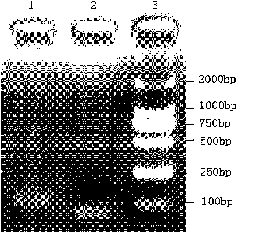 Preparation method of acidithiobacillus ferrooxidian genetic engineering strain with quick growth speed and strong uranium and fluorine resistance capacities as well as application thereof