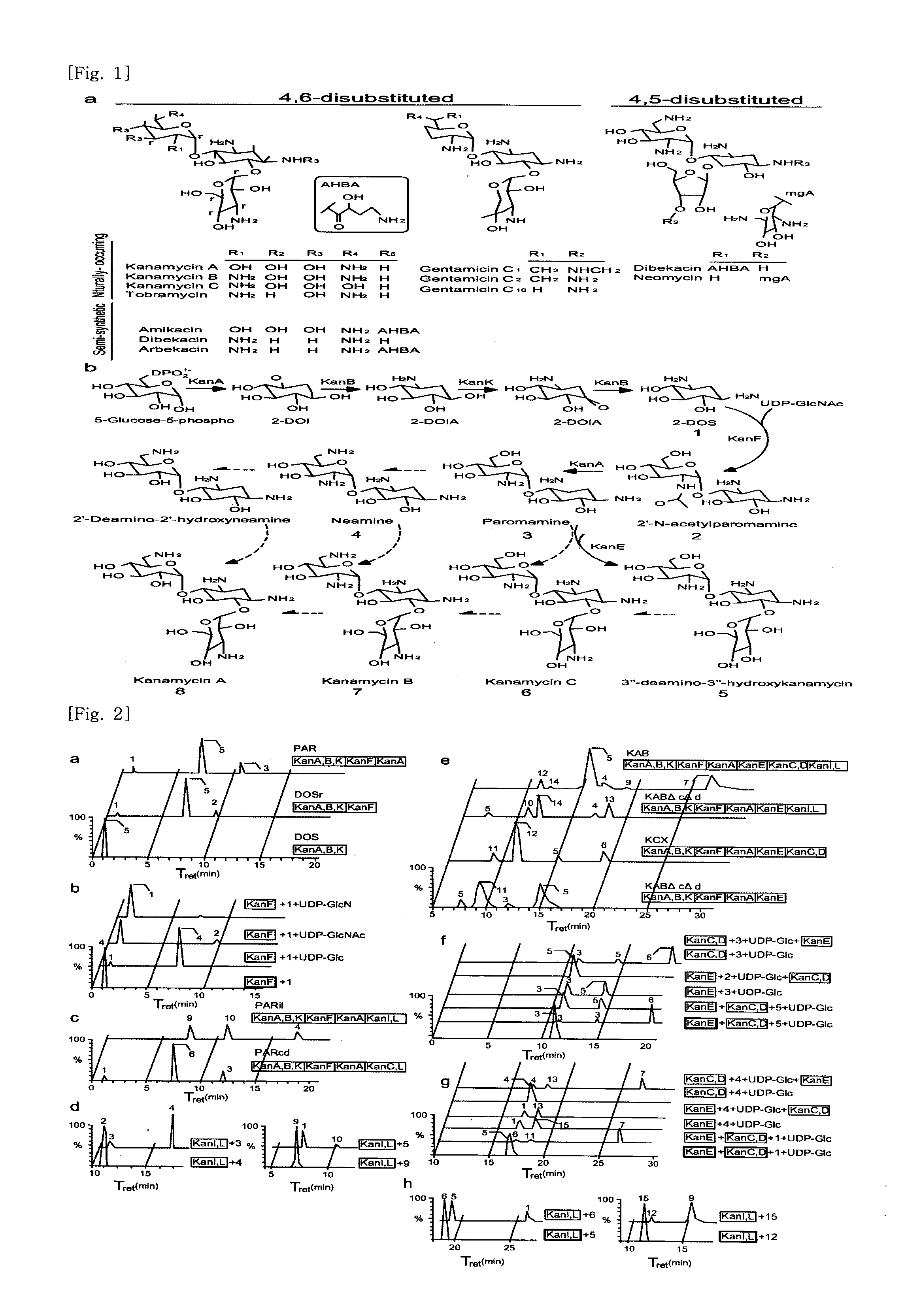 New kanamycin compound, kanamycin-producing streptomyces species bacterium, and method of producing kanamycin