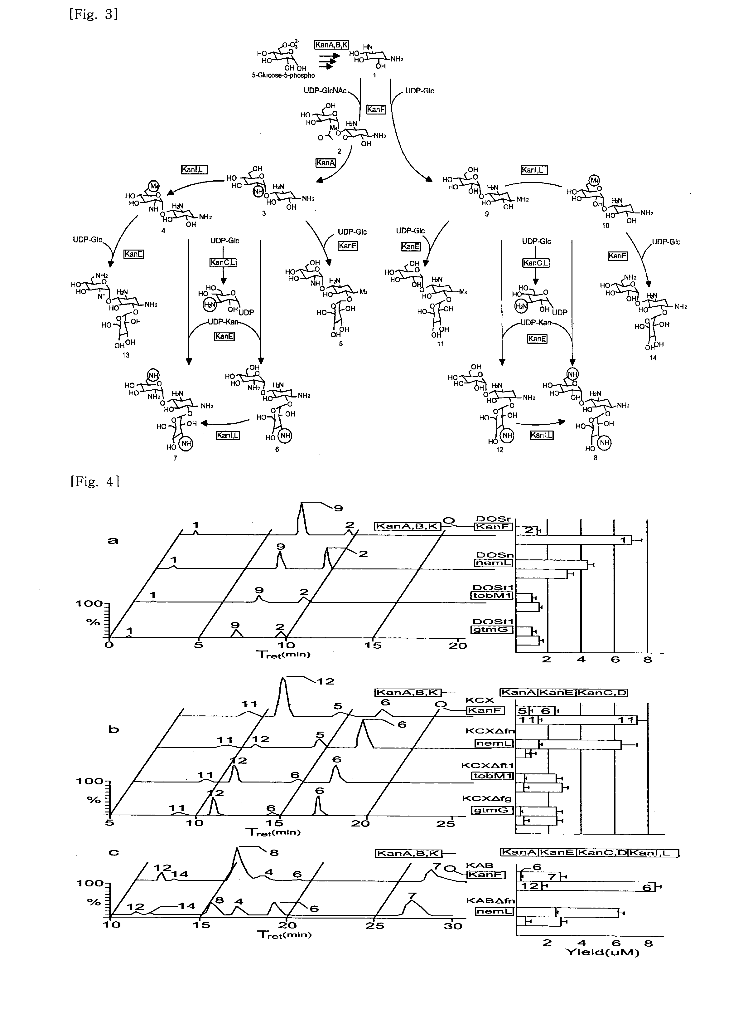 New kanamycin compound, kanamycin-producing streptomyces species bacterium, and method of producing kanamycin