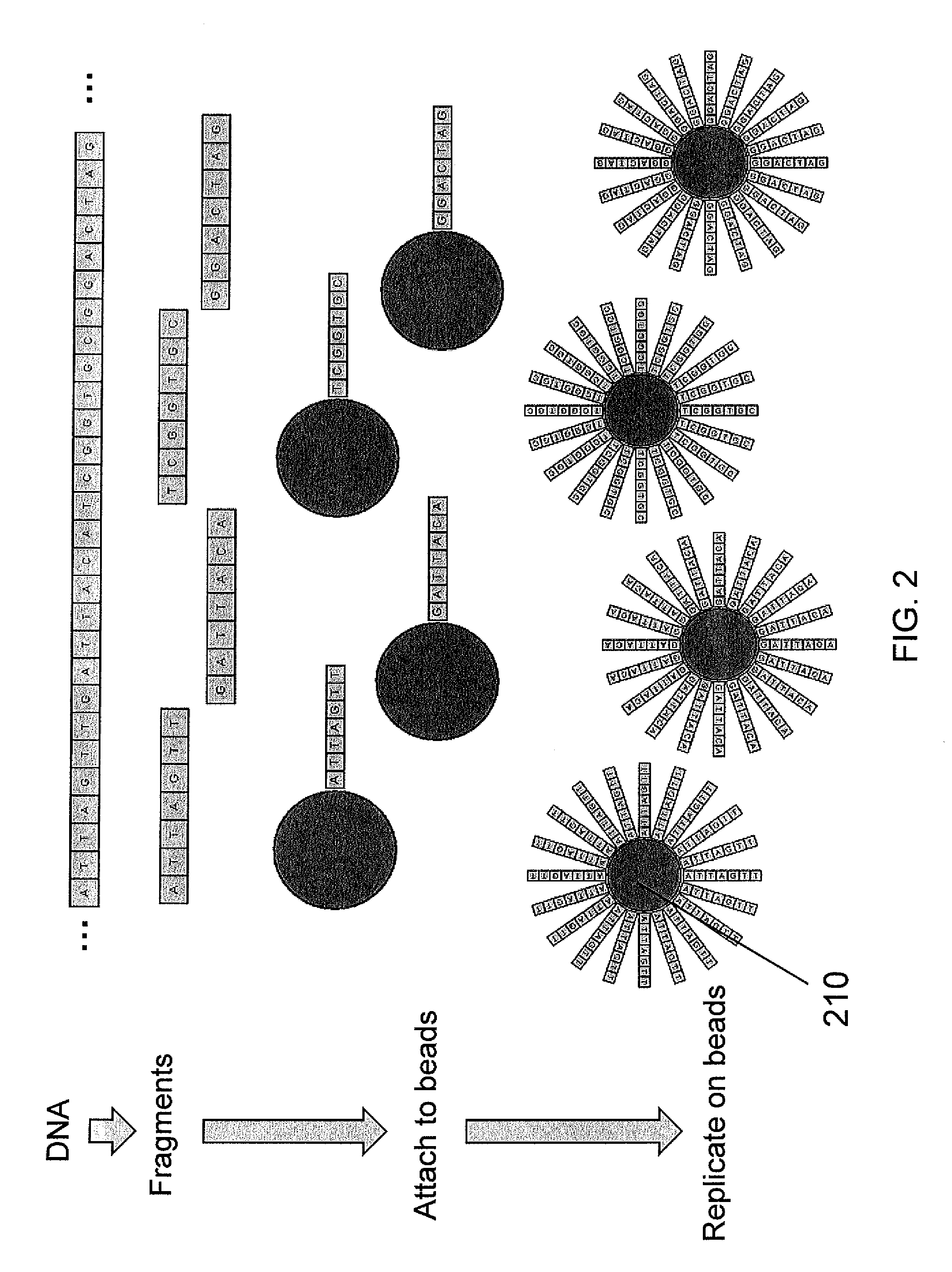 Method and apparatus for image processing for massive parallel DNA sequencing